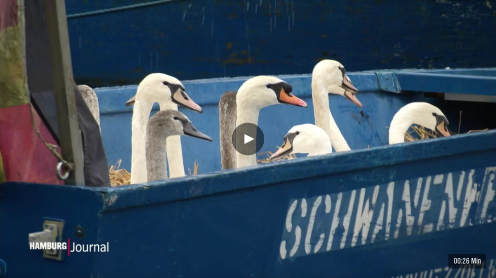 Svanevæsnet i Hamborg